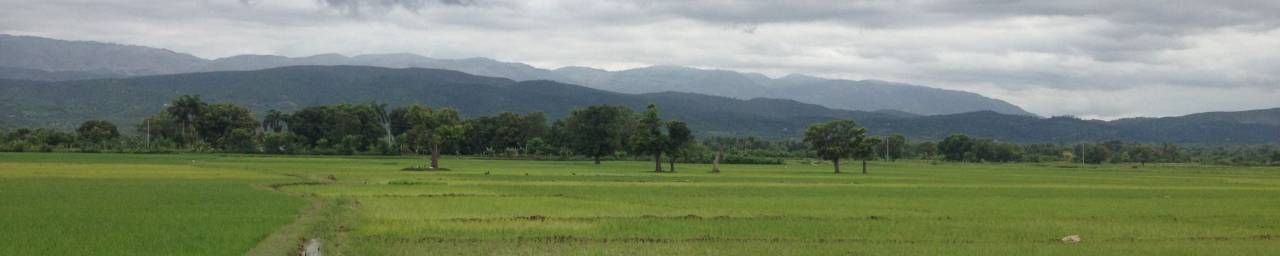 Rice Fields in the Artibonite River Valley